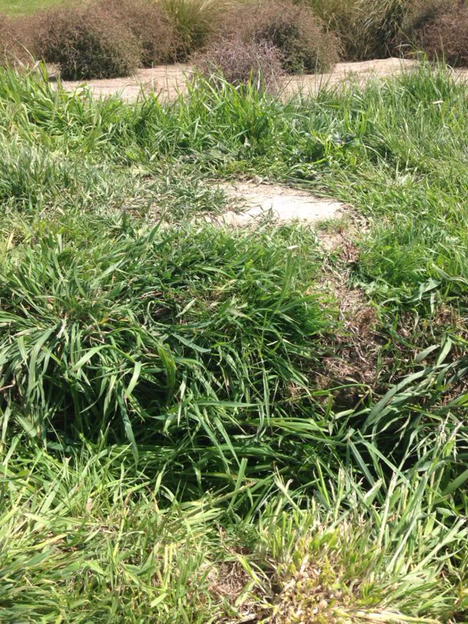 The photograph attached to this parks report