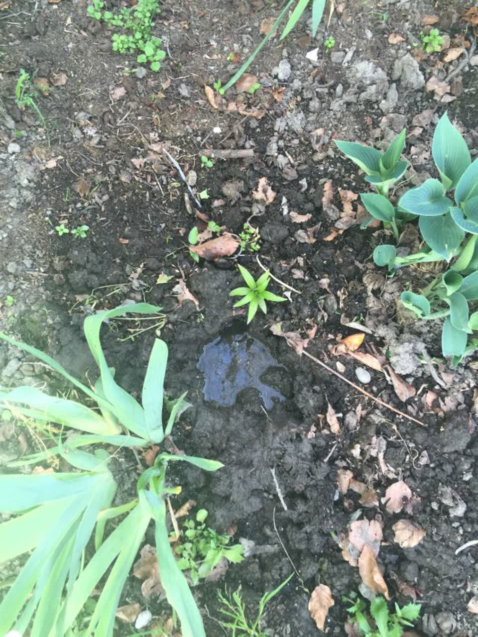 The photograph attached to this water supply report