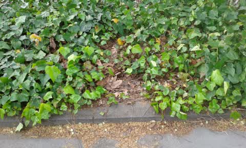 Roading/Streets, a report photo