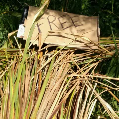 Rubbish/Recycling, a report photo