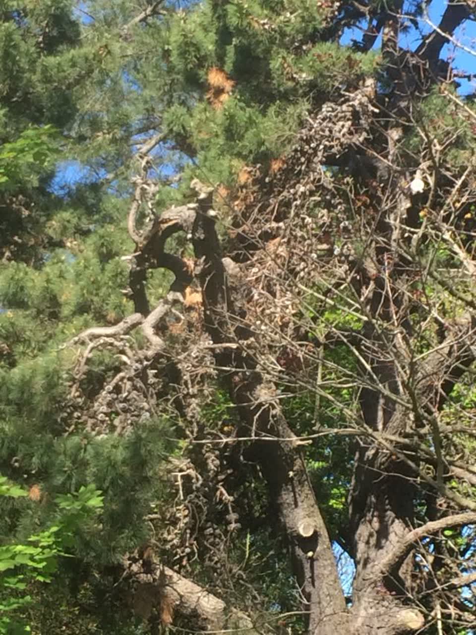 The photograph attached to this parks report