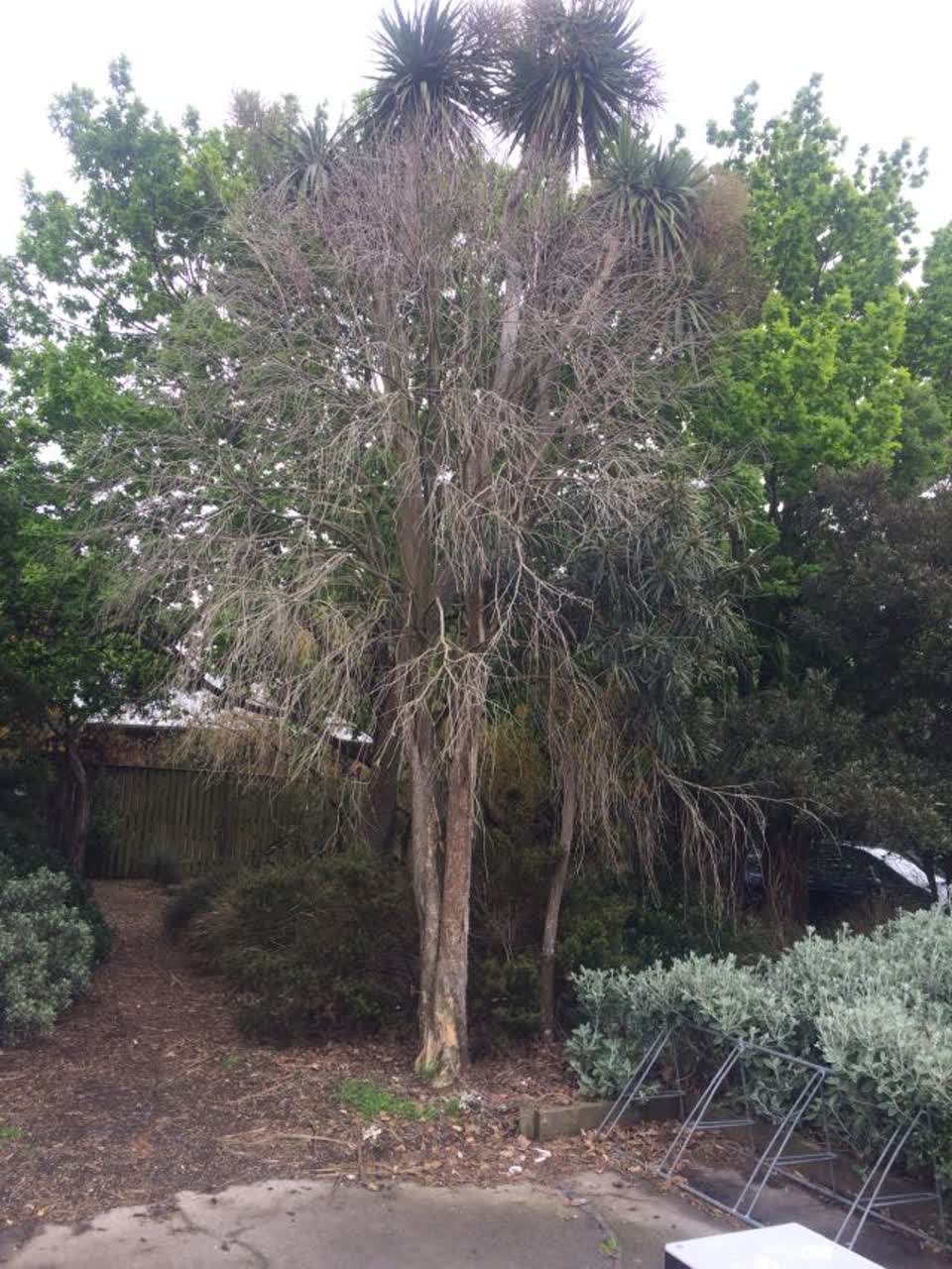 The photograph attached to this parks report