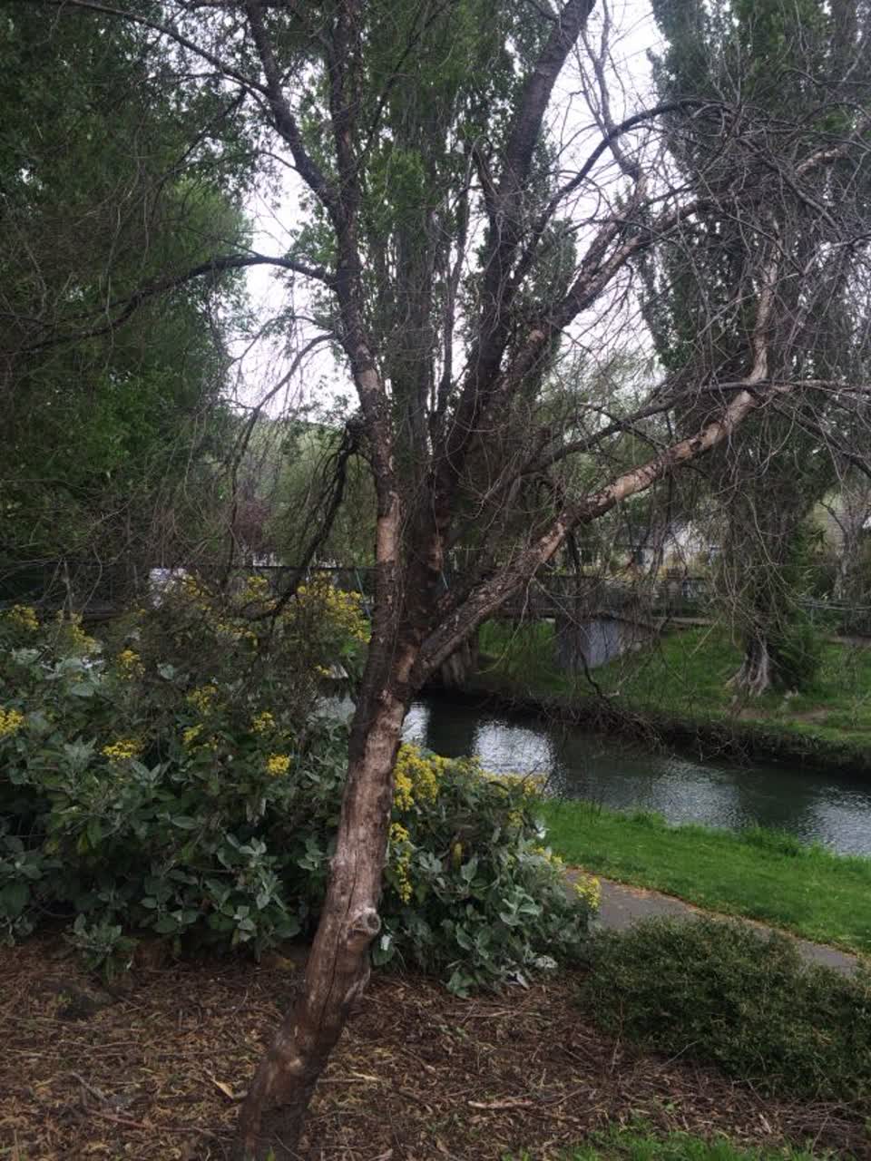 The photograph attached to this parks report