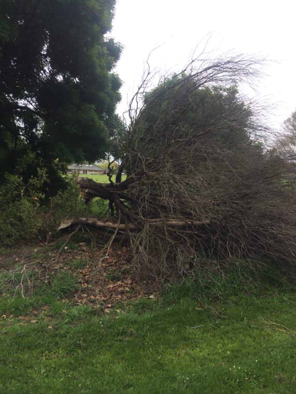 The photograph attached to this parks report