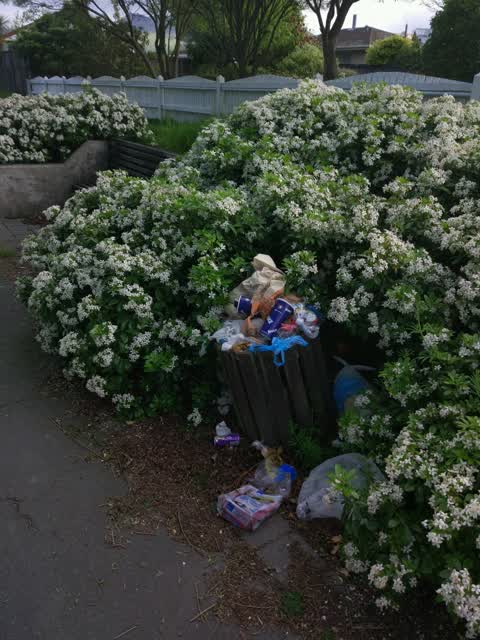 Rubbish/Recycling, a report photo