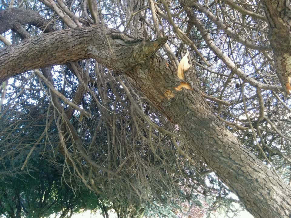 The photograph attached to this parks report