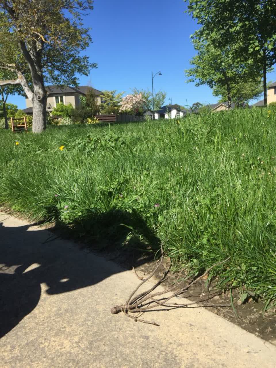 The photograph attached to this parks report