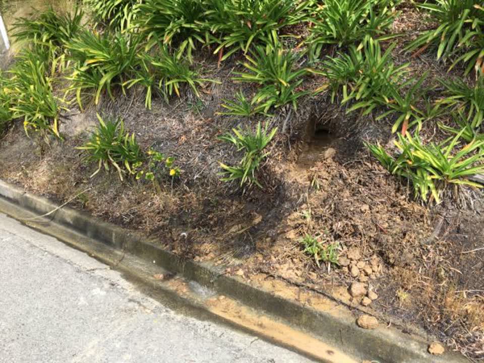 The photograph attached to this water supply report