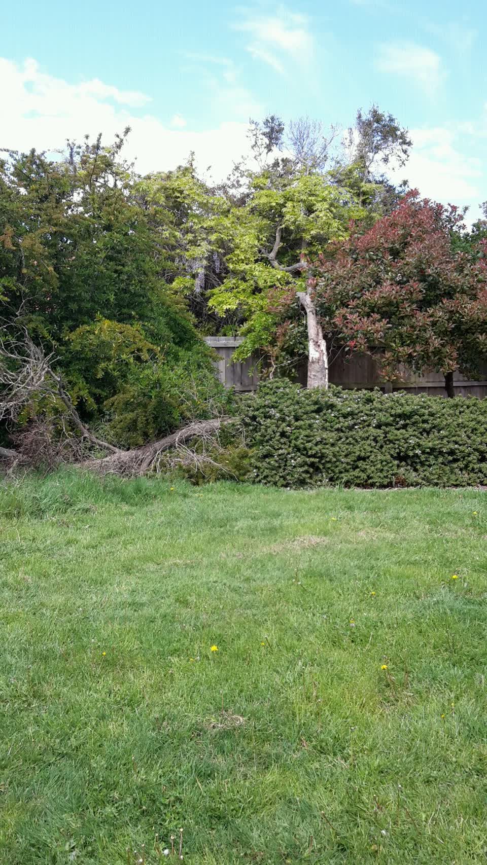 The photograph attached to this parks report