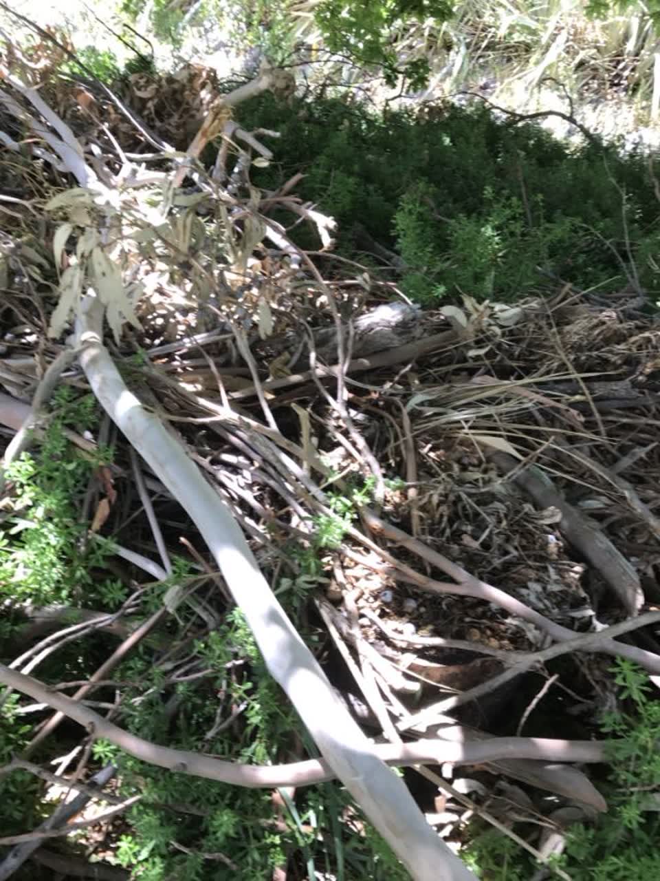 The photograph attached to this parks report