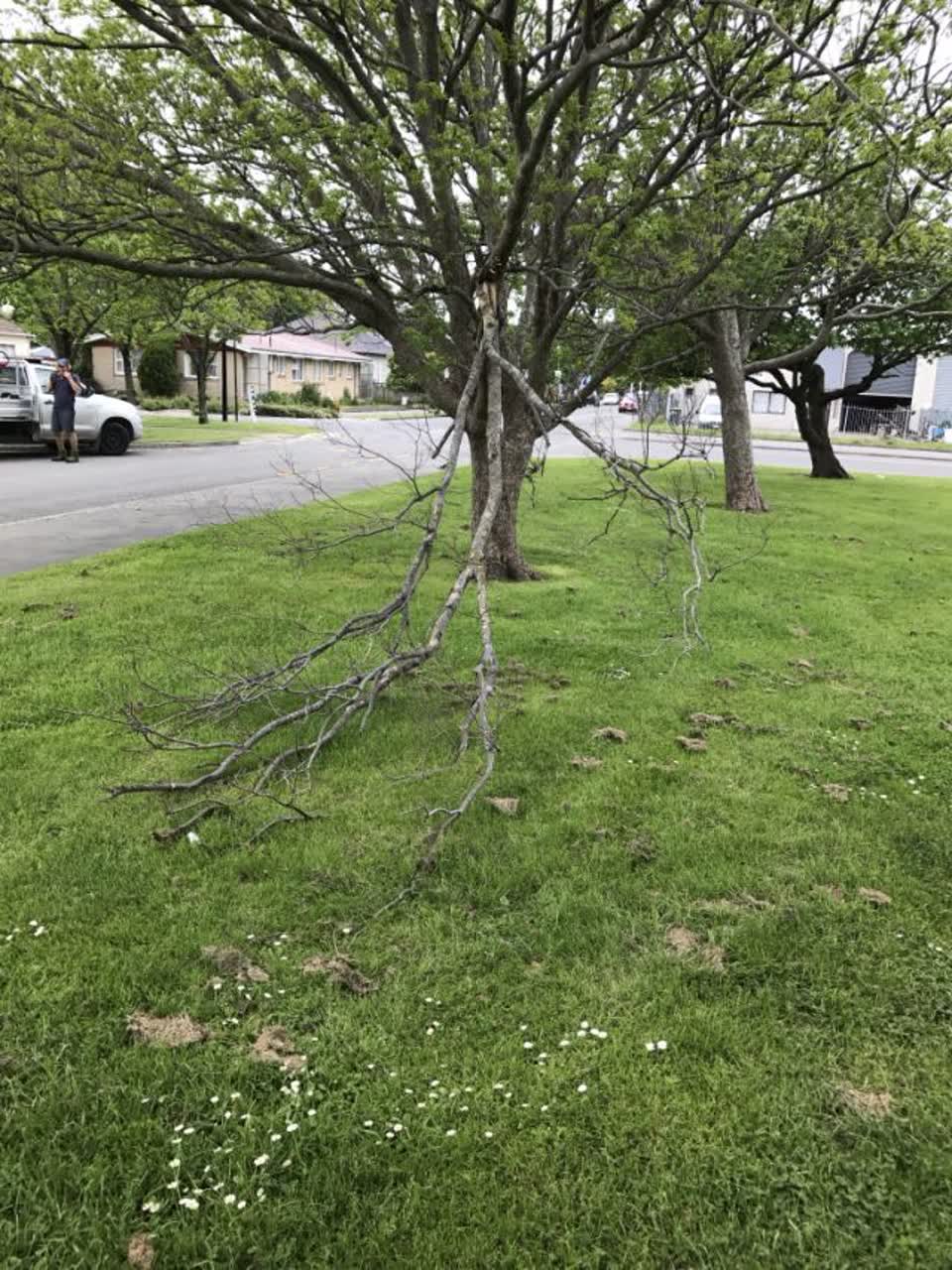 The photograph attached to this parks report