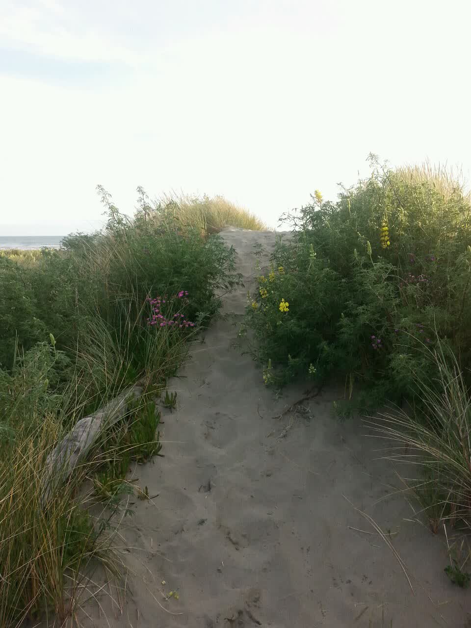 The photograph attached to this parks report