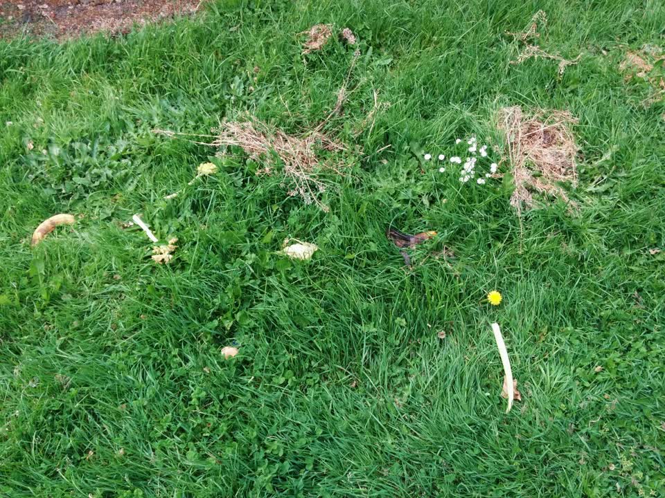 The photograph attached to this parks report
