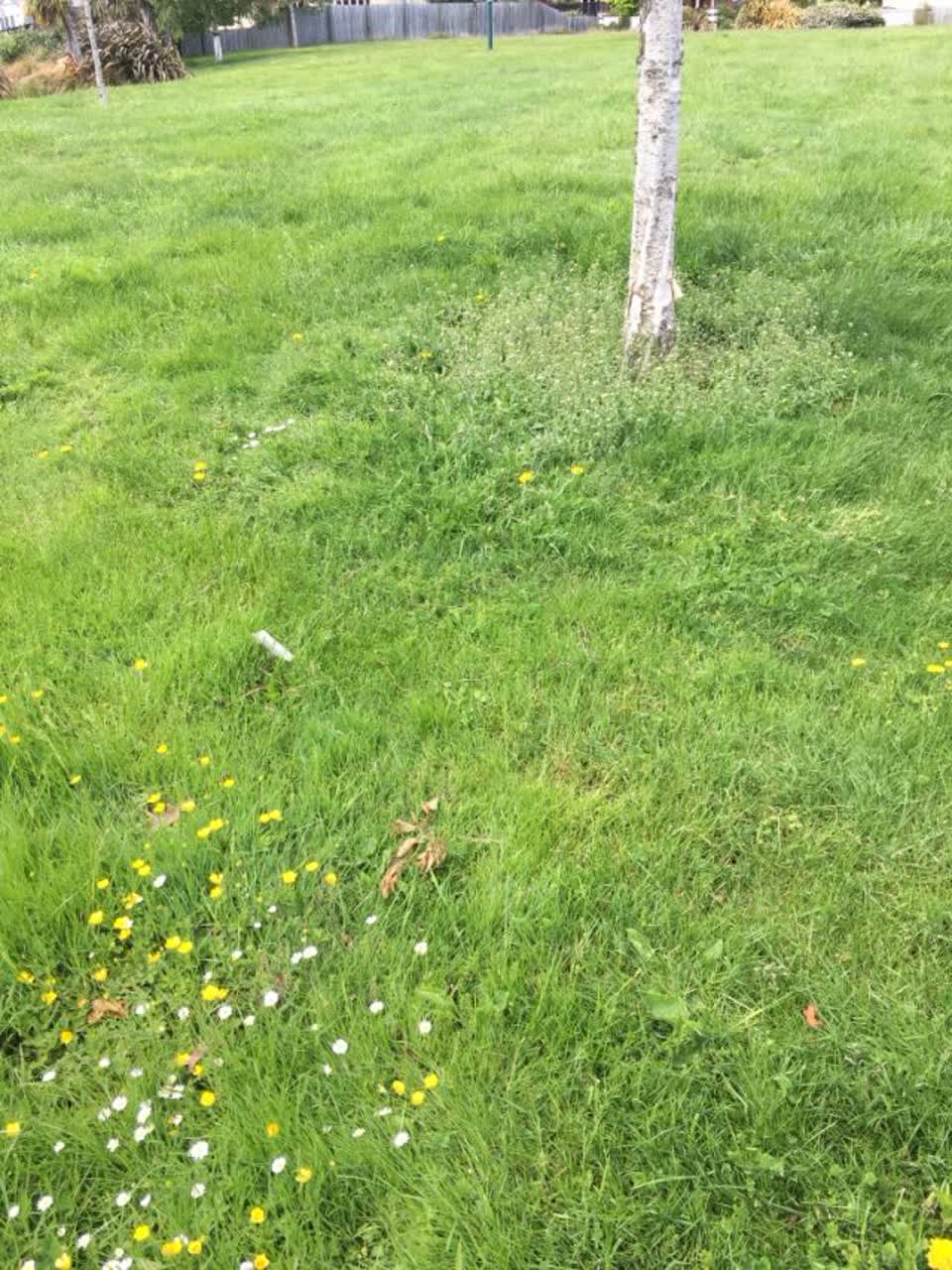 The photograph attached to this parks report