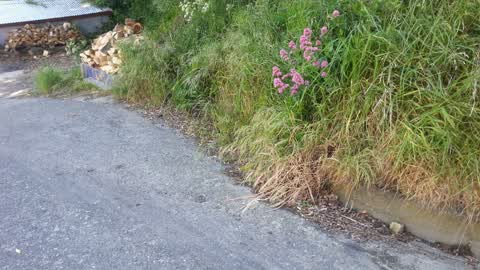 Roading/Streets, a report photo