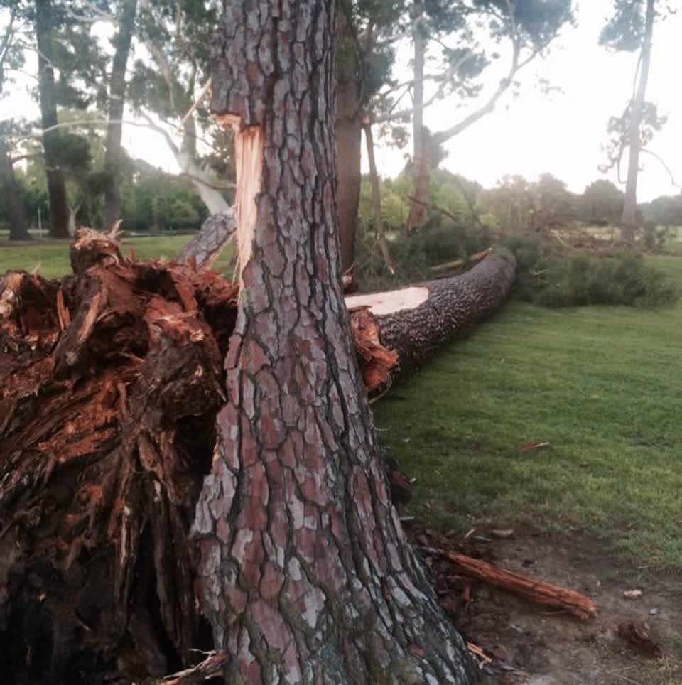 The photograph attached to this parks report