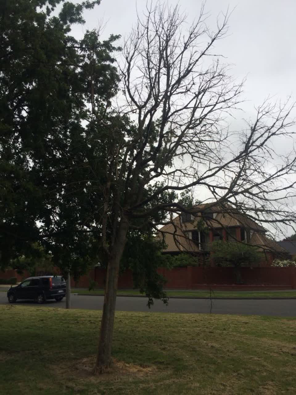The photograph attached to this parks report