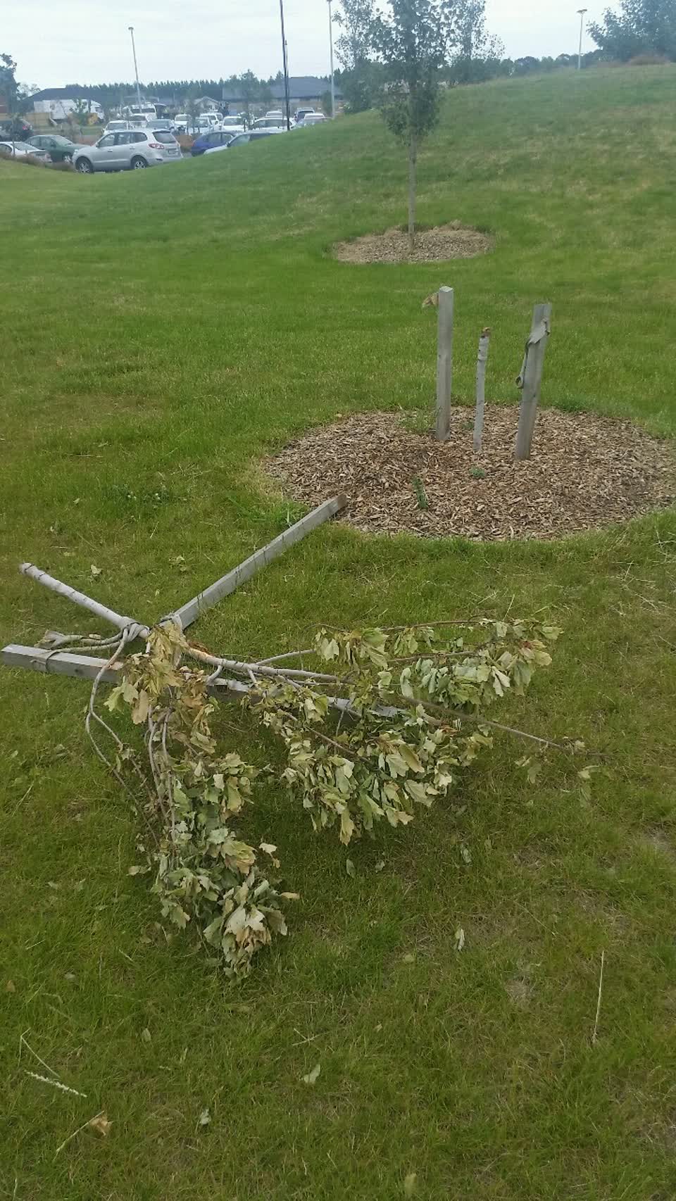 The photograph attached to this parks report