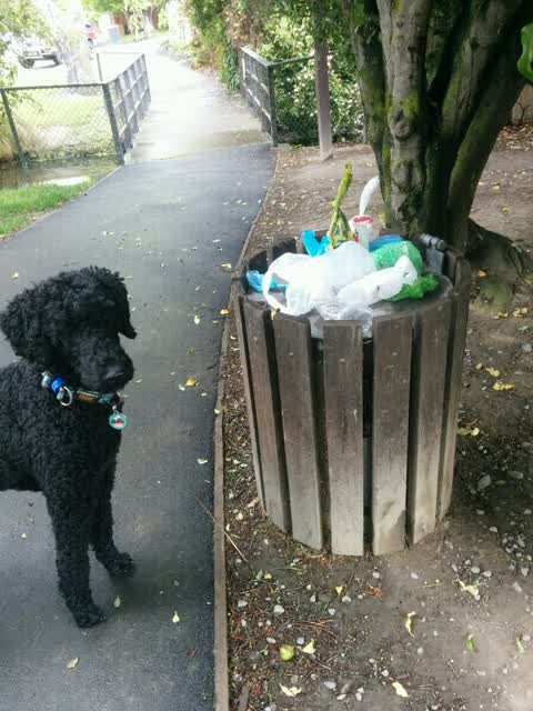 Rubbish/Recycling — a report photo