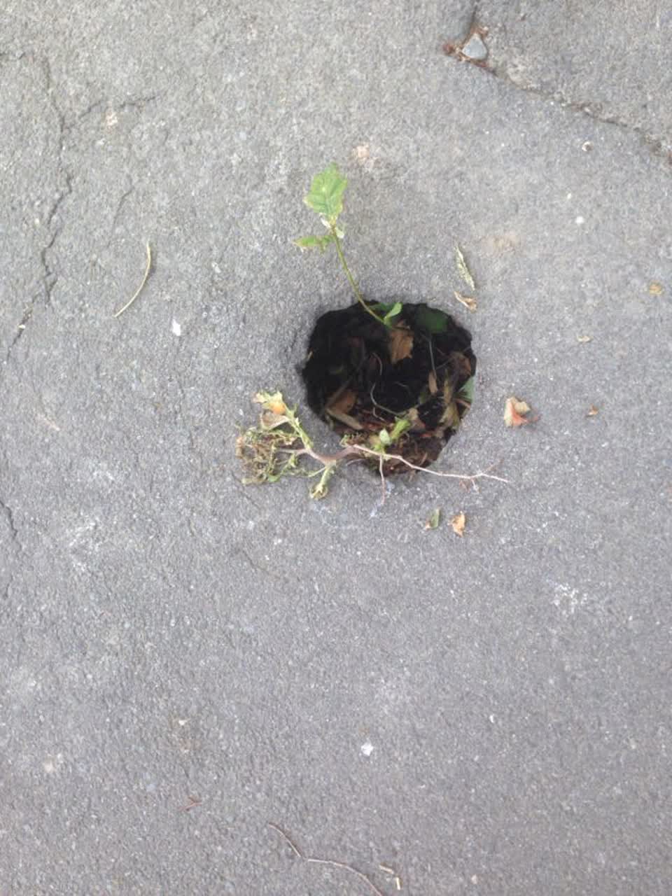 The photograph attached to this roading/streets report