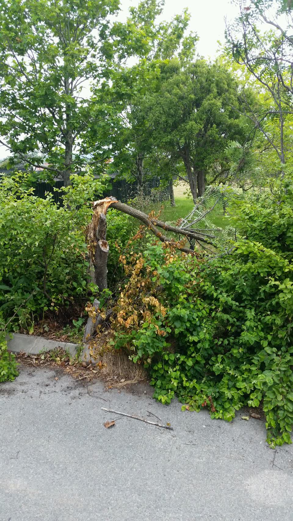 The photograph attached to this parks report