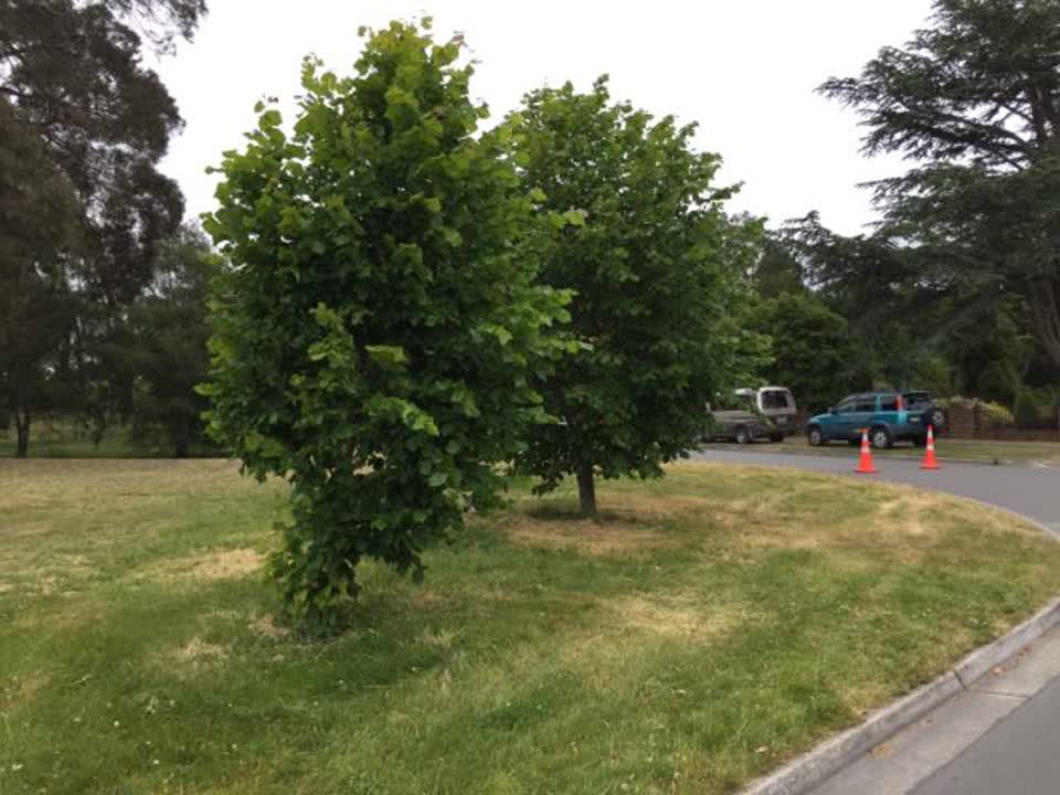 The photograph attached to this parks report