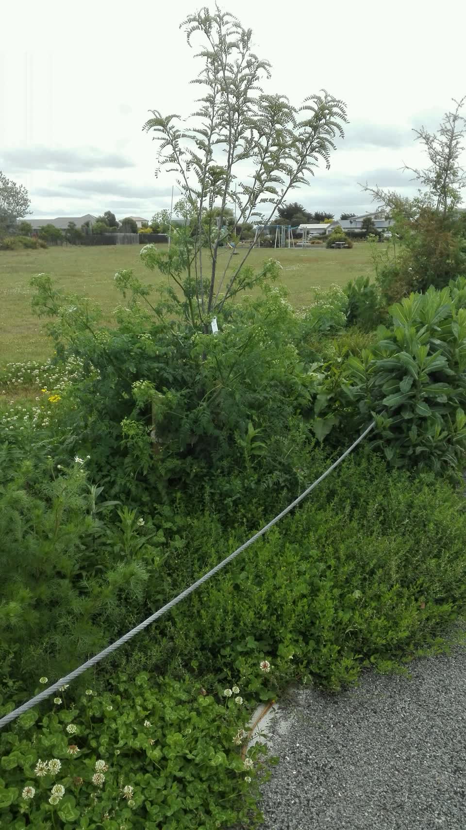 The photograph attached to this parks report
