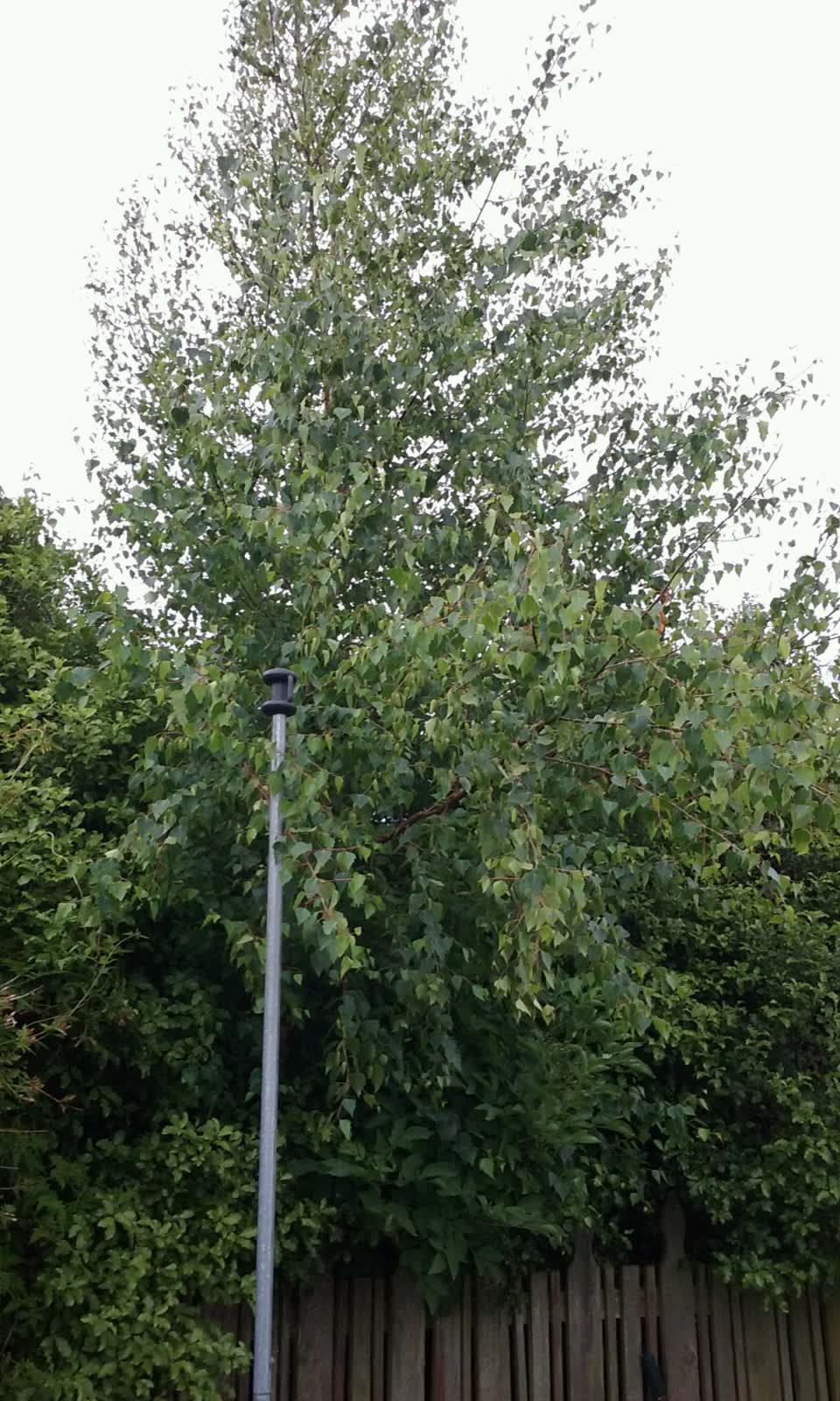 The photograph attached to this parks report