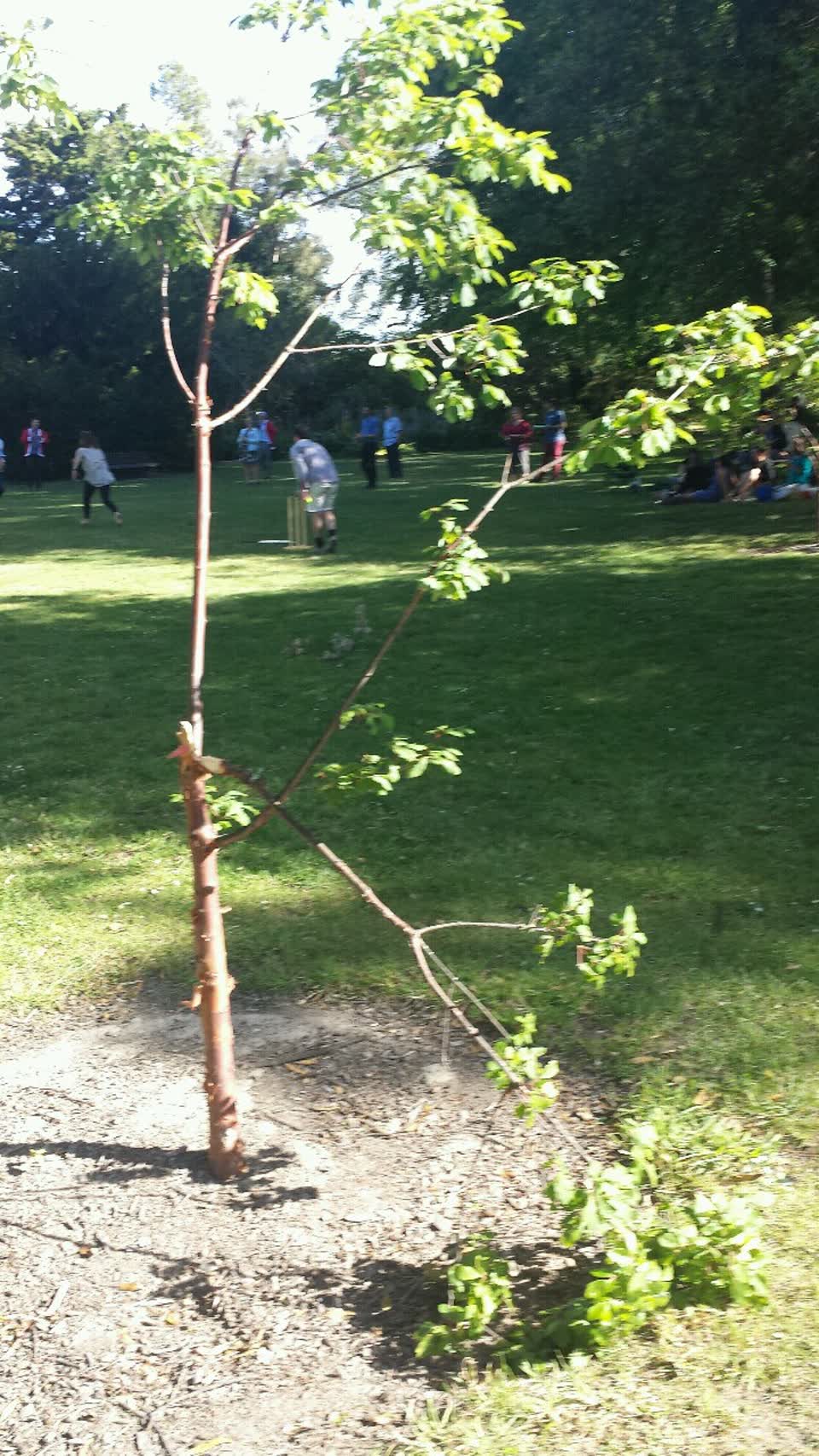 The photograph attached to this parks report