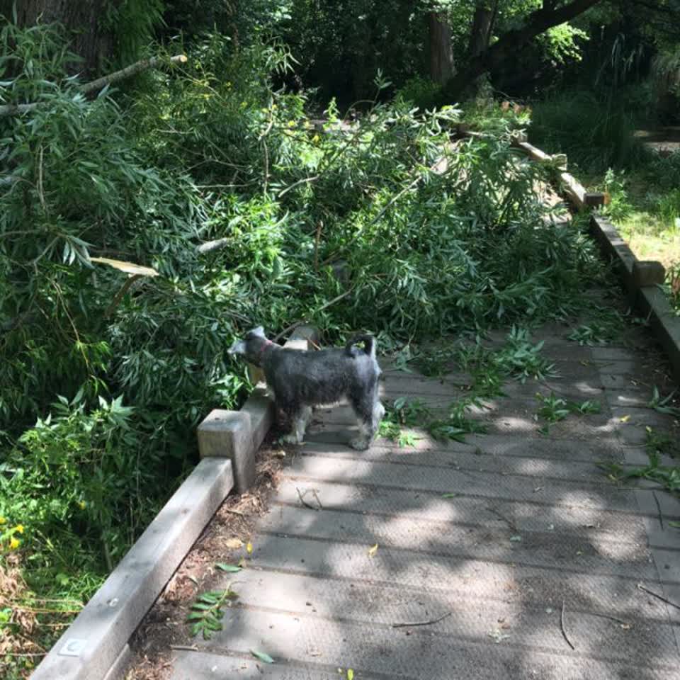 The photograph attached to this parks report