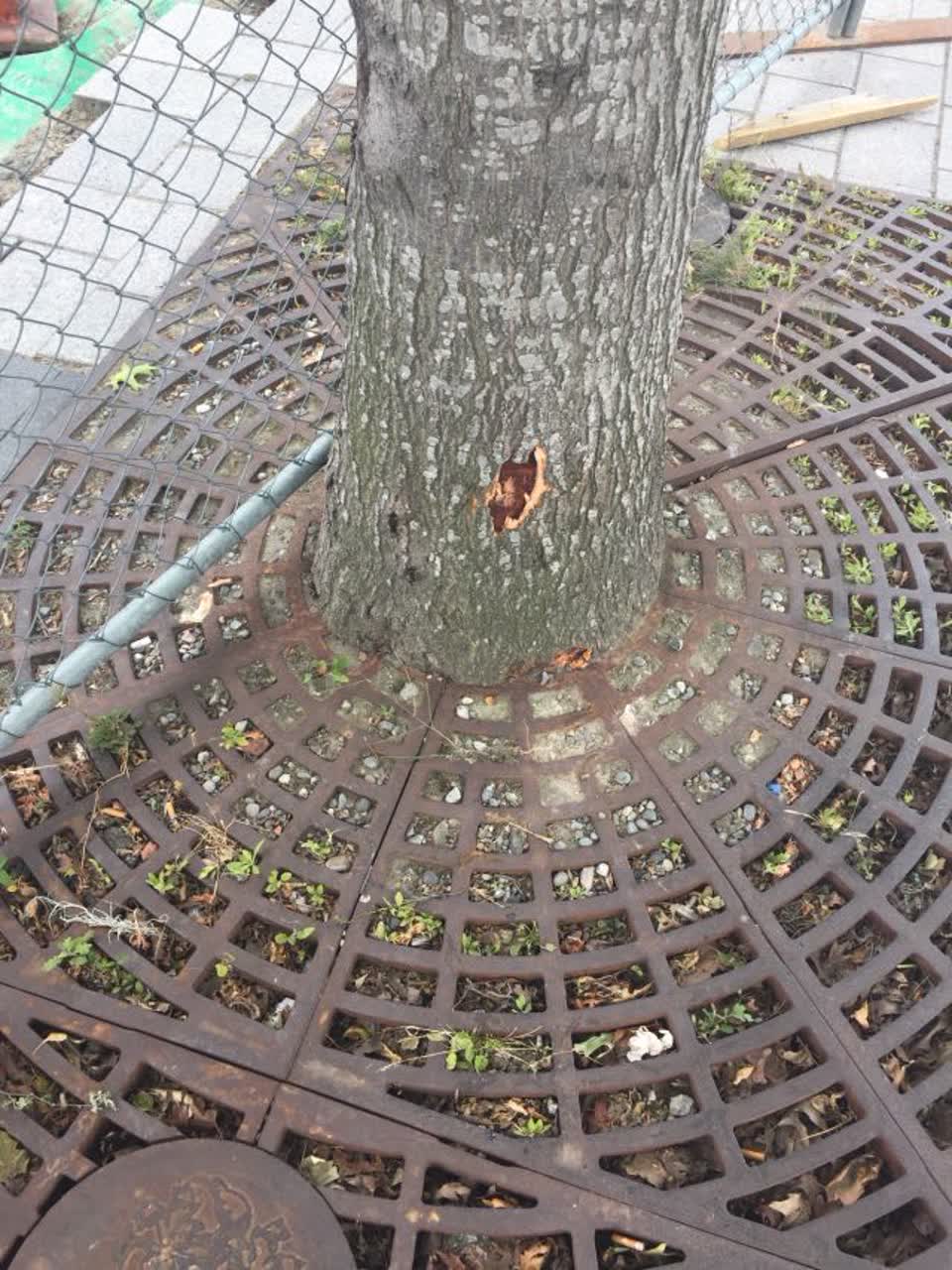 The photograph attached to this parks report