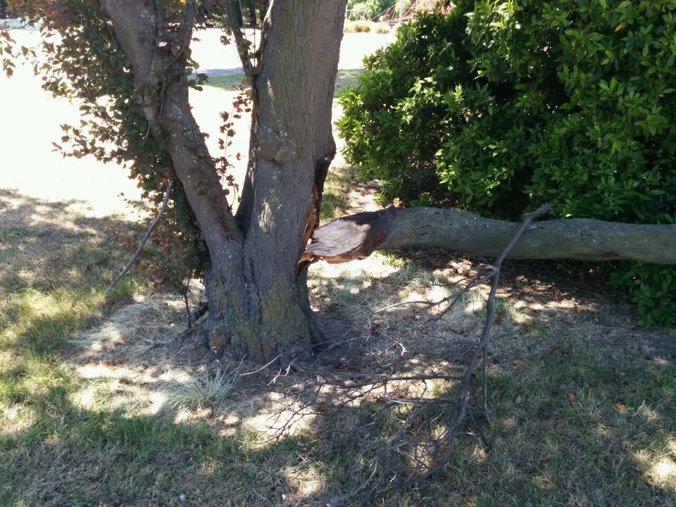 The photograph attached to this parks report