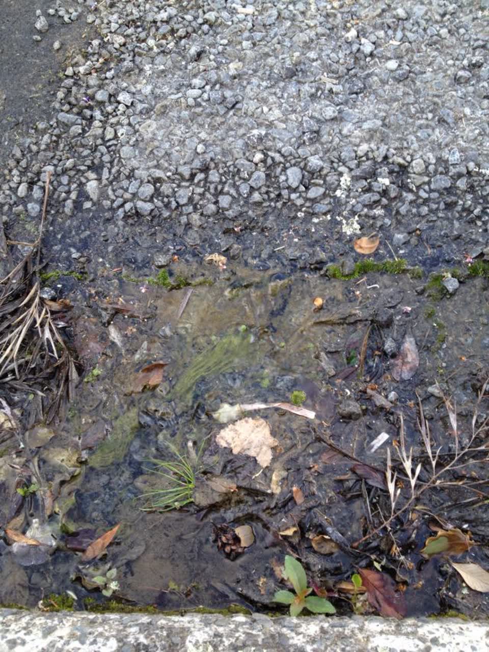 The photograph attached to this water supply report