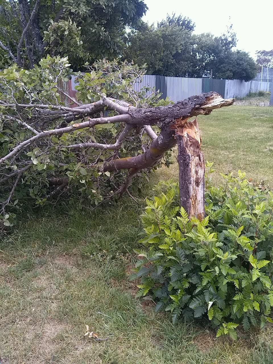 The photograph attached to this parks report