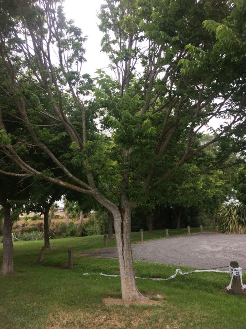 The photograph attached to this parks report