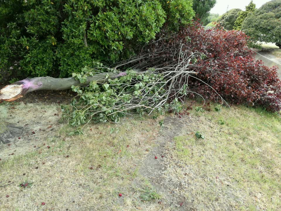The photograph attached to this parks report