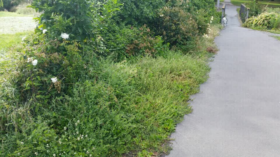 The photograph attached to this parks report