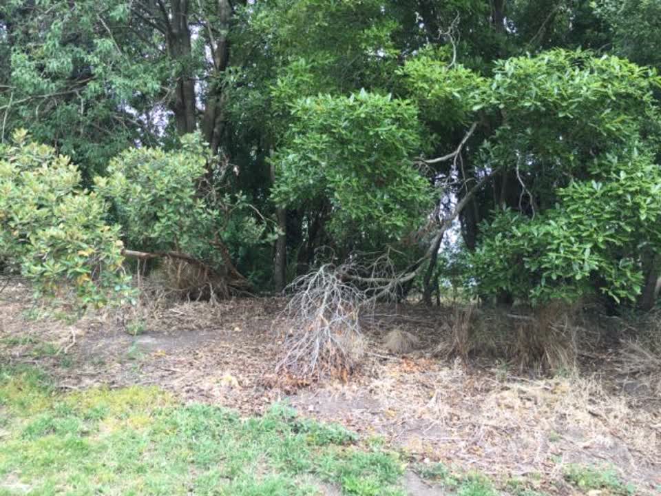 The photograph attached to this parks report
