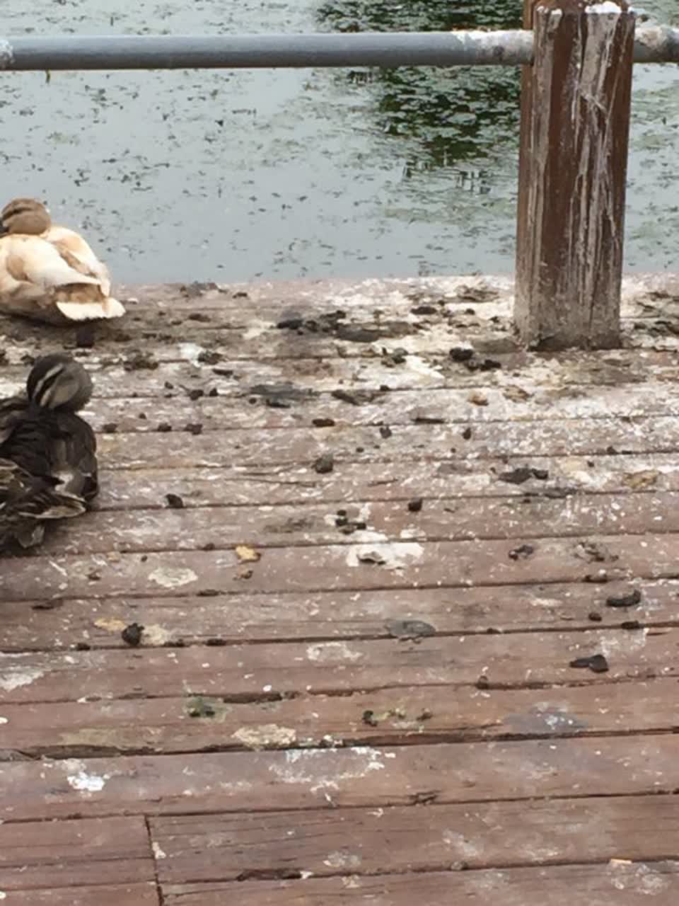 The photograph attached to this parks report