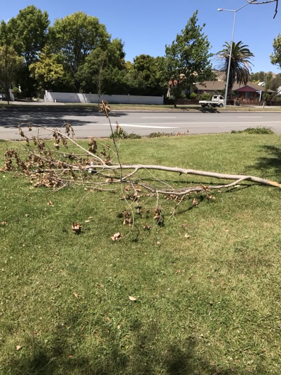 The photograph attached to this parks report