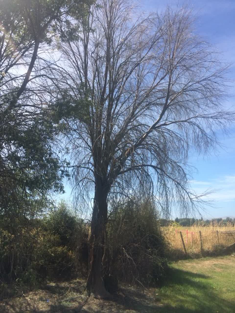 The photograph attached to this parks report
