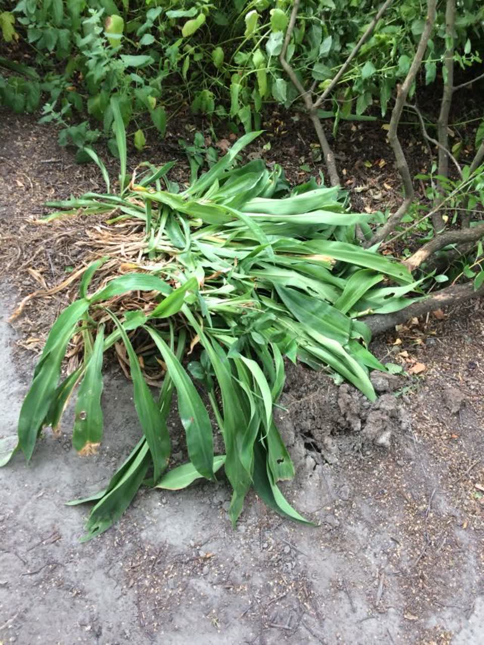 The photograph attached to this parks report