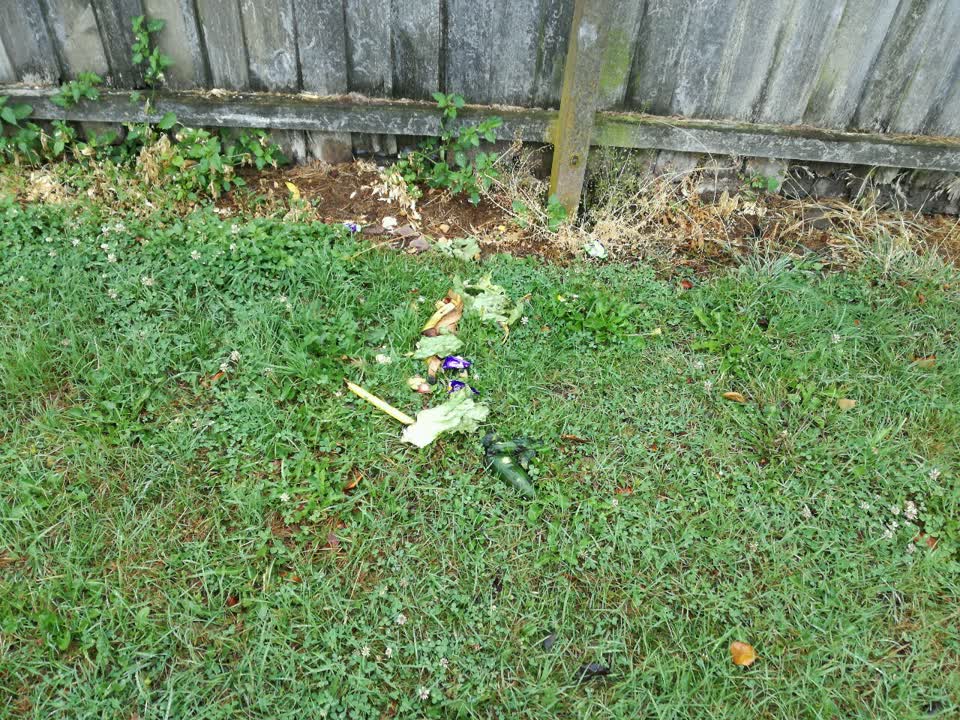 The photograph attached to this parks report