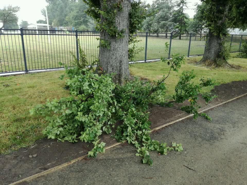The photograph attached to this parks report