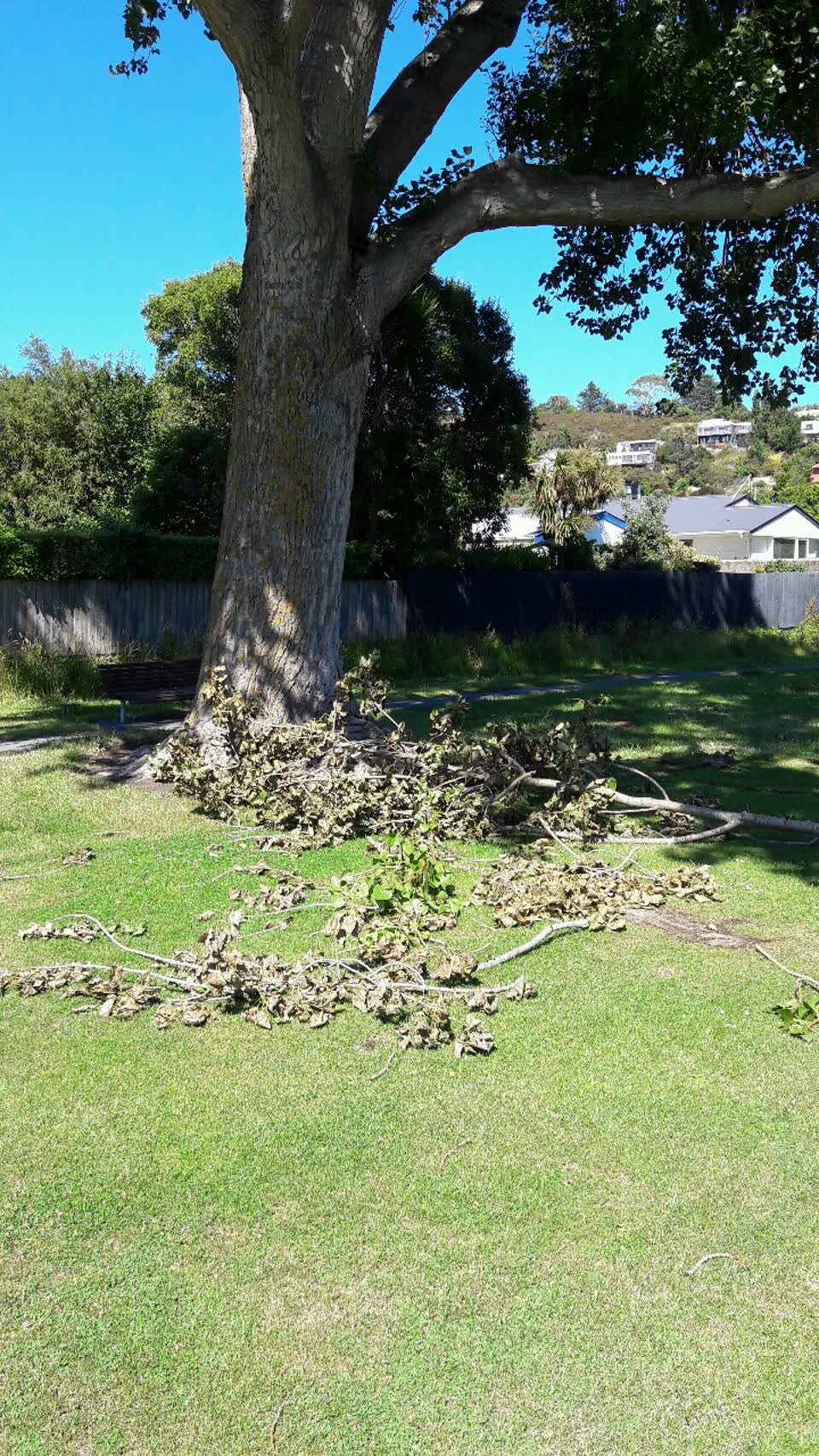 The photograph attached to this parks report
