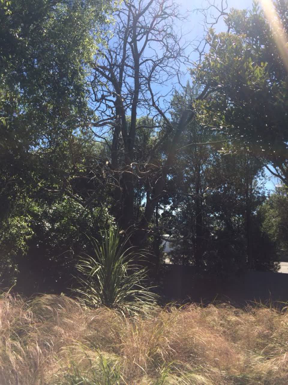 The photograph attached to this parks report