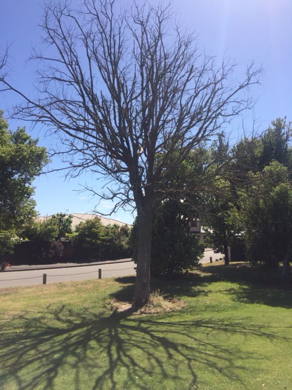 The photograph attached to this parks report