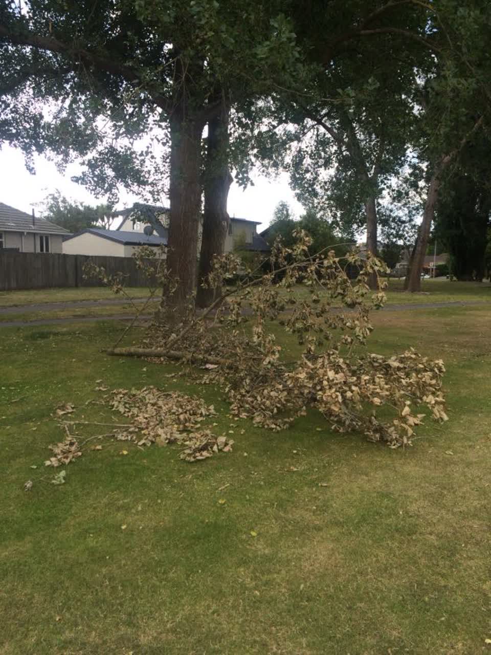 The photograph attached to this parks report