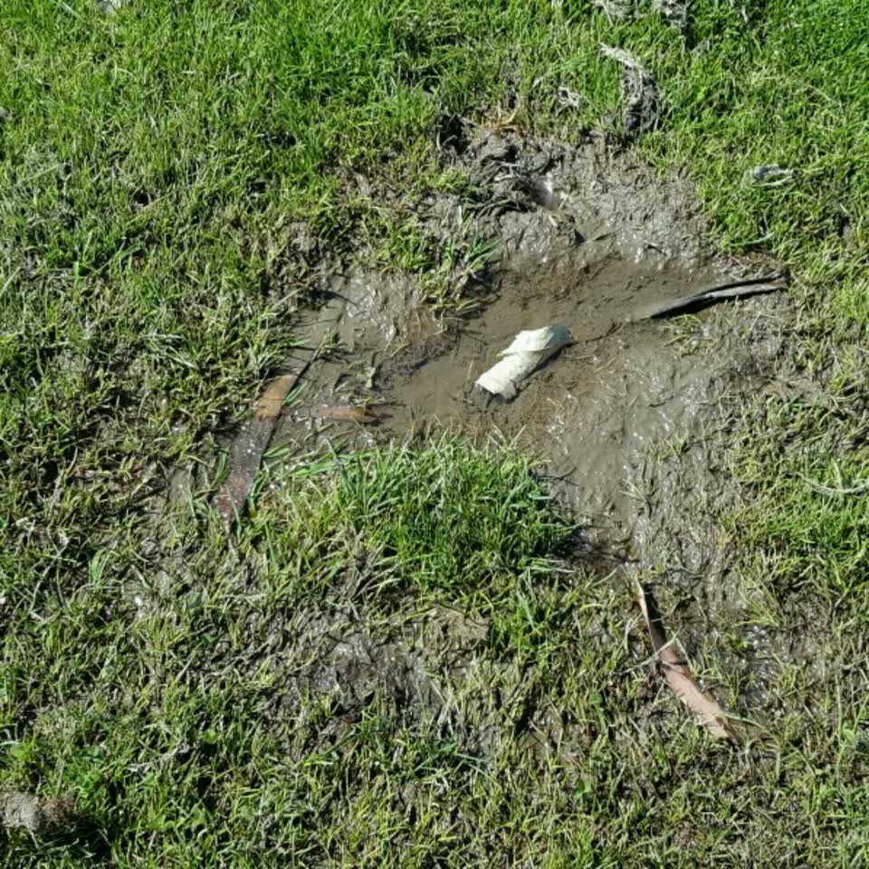 The photograph attached to this parks report