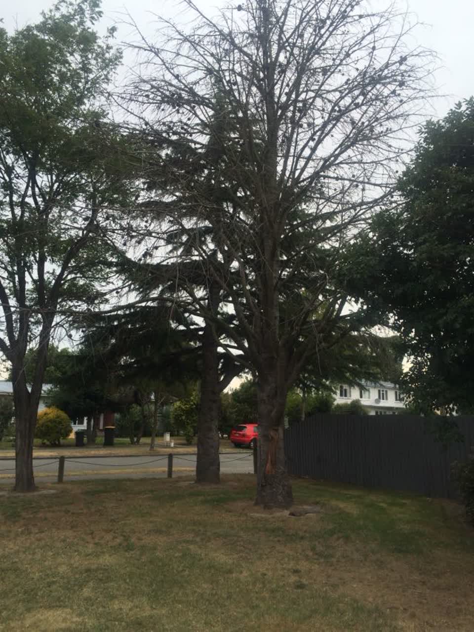 The photograph attached to this parks report